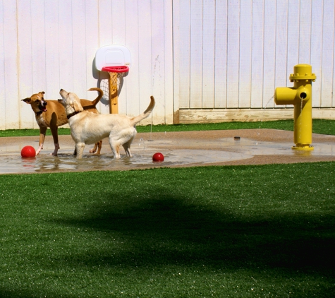 Halliday's Pet Resort & Daycare - Canton, MI