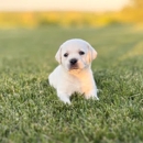Pipers Labradors - Pet Breeders