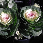 Stems Market