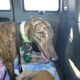 Greyhound Adoption Center