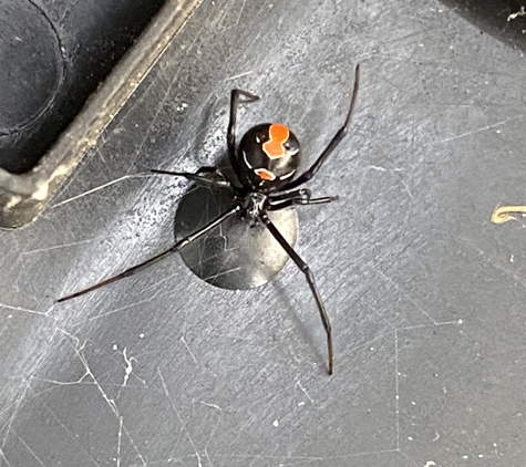 Armor Pest Control - Moorabbin, VIC