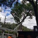 Big Dawg's Tree Service & Stump Grinding - Tree Service