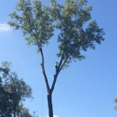 Elite Arborist Tree Service. - Arborists