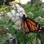 Bloomer's Garden Center