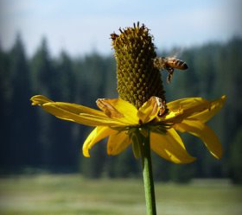 Hakuna Matata Bee Removal - San Luis Obispo, CA