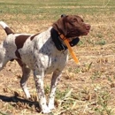 GermanPointers.Net - Pet Training