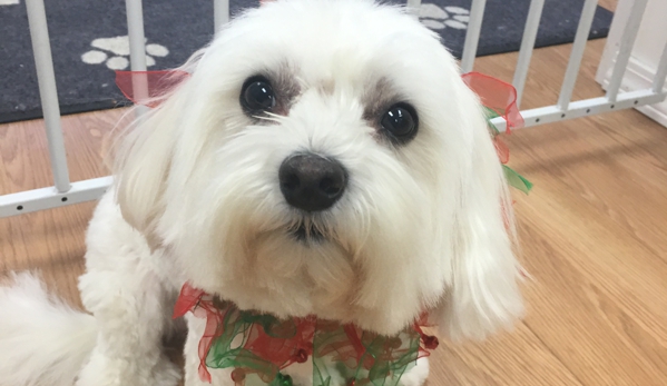 Grooming Tails - Mamaroneck, NY. Fluffernetter all ready for the Holiday season ����