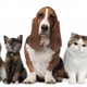 Your Family's Friend Pet Sitting Services