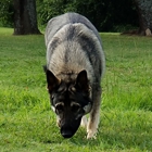 Regal Nature German Shepherds