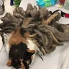 Catastrophe Cat Grooming