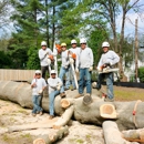 Ofilio Tree Service - Tree Service