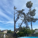 Mayan Climber Tree Service Inc. - Tree Service