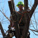 Impressive Trimming - Arborists