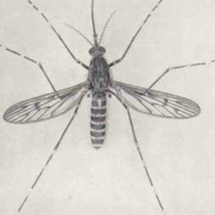 Blue Ridge Mosquito Control - Charlotte, NC