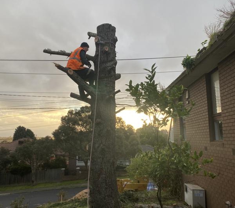 Harrys Yard - Greensborough, VIC. 10 meter cypress pine removal
