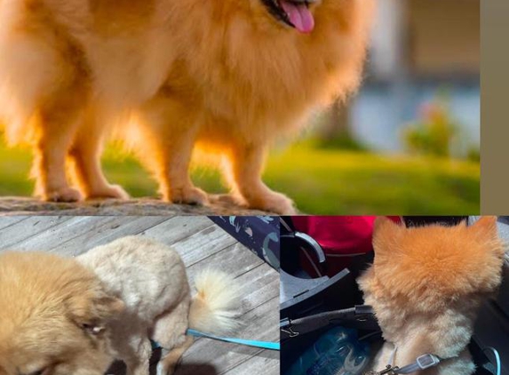 Adorable Pet Grooming - Camira, QLD