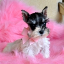 Hollywood Puppies Boutique and Salon - Pet Services