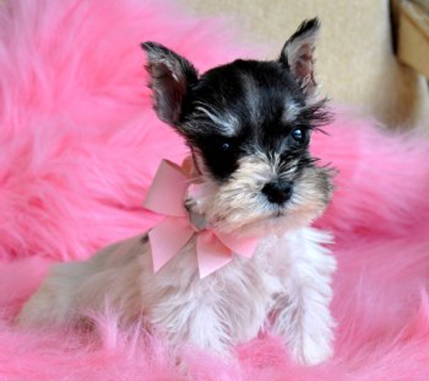 Hollywood Puppies Boutique and Salon - San Antonio, TX