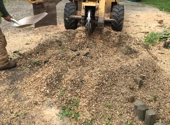 Eddy's Tree Service - Round Lake Beach, IL. stump grinding