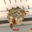 Truly Nolen - Pest Control Services