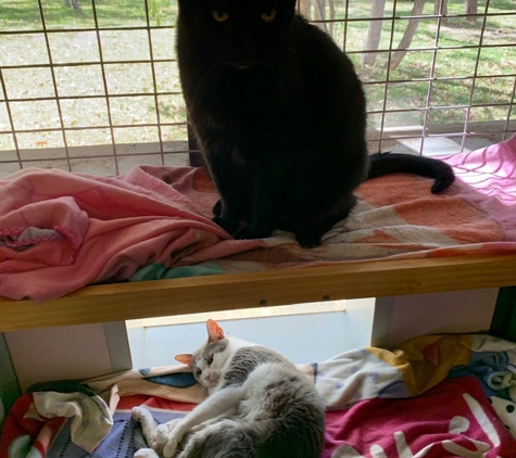 Happy Cats Cattery - Carabooda, WA