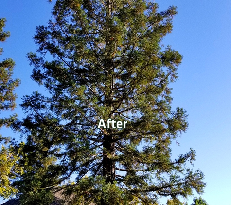 E and J Sanchez Tree Service - Fresno, CA. E and J Sanchez Tree Service. This is how the tree looks now after thinning.