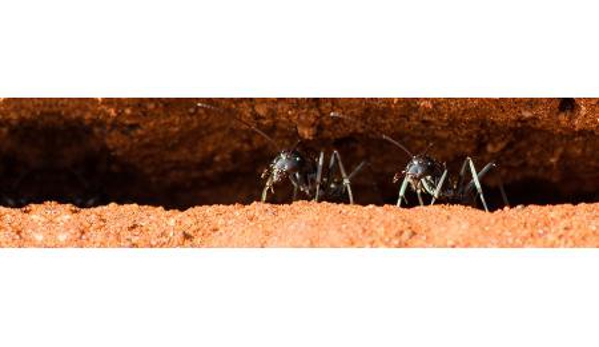 Goldfields Pest Control - Kalgoorlie, WA