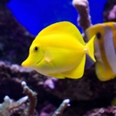 Aquariums by Dennis - Aquariums & Aquarium Supplies-Leasing & Maintenance