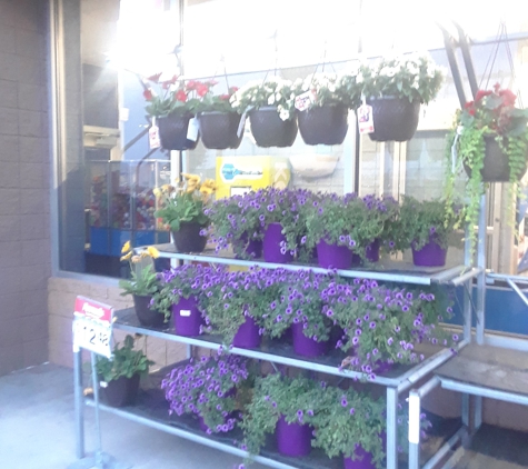 WalMart - Louisville, KY. Really nice flower selection, this was just the display.