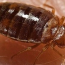 Beverly's Bed Bugs Extermination Services - Pest Control Services