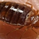 Beverly's Bed Bugs Extermination Services