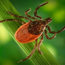 Integrity Pest Solutions - Pest Control Services