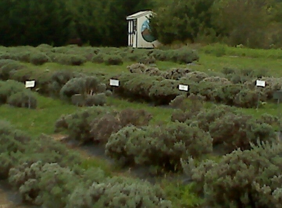 Lavender Fields Farm - Milton, DE