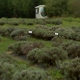 Lavender Fields Farm