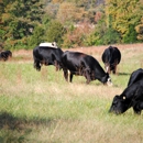 Lazy Creek Farms - Butchering