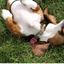 Velvet Snout - Kennels