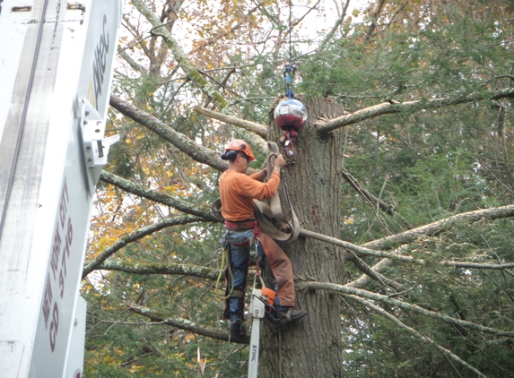 ADAMS TREE SERVICE INC. - Briarcliff Manor, NY