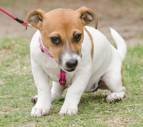 Dog Trainers Workshop - Fountain Inn, SC