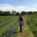 Cullipher Farm Market - Tourist Information & Attractions