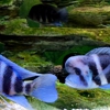 Reef Pet Shop gallery