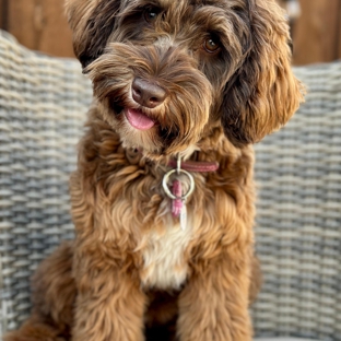 Loving Labradoodles - Morgan Hill, CA