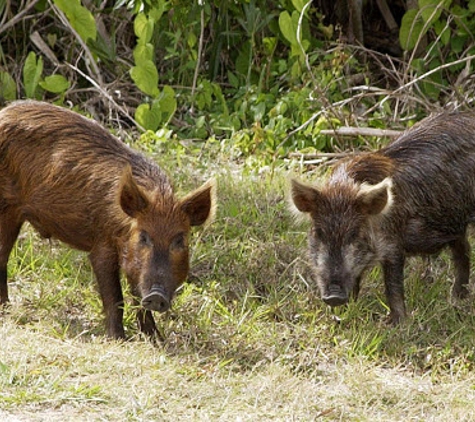 Animal Pest Management Services - Laguna Woods, CA