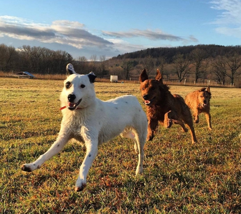 Hounds on the Hudson - Albany, NY