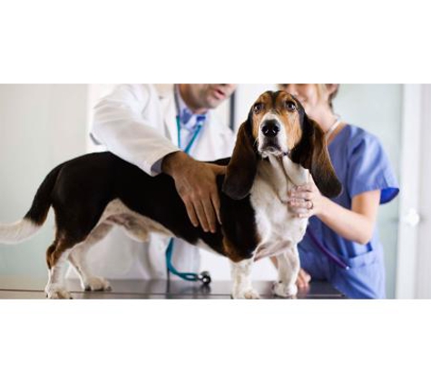 Clifton Hill Veterinary Clinic - Clifton Hill, VIC