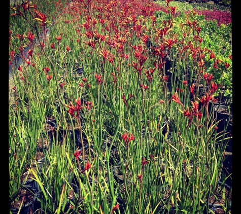 Buena Vista Nursery - Buena Park, CA. kangaroo paw