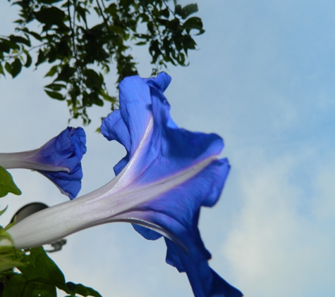 Tocquigny's Green Gate Garden Center - Seguin, TX