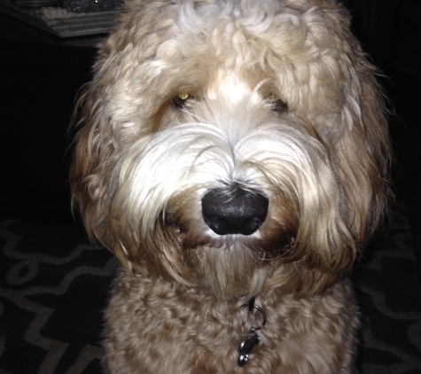 Sunrise Australian Labradoodle - Anthony, FL