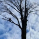 3 Brothers Tree Service