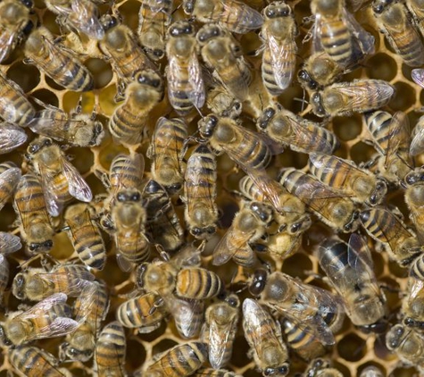 Bass Coast Pest Control - Wonthaggi, VIC