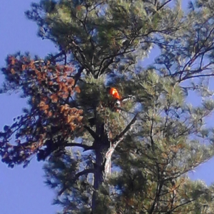 Singletary Tree Service. Tree Trimming Service in Slidell and Pearl River